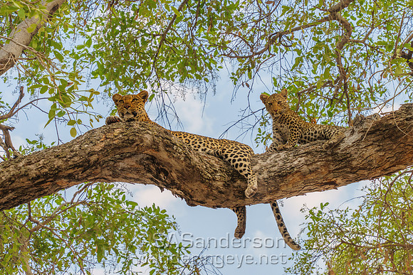 Leopard Mom and Cub