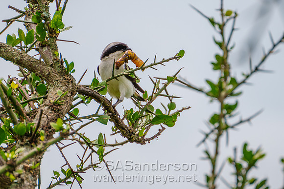 Grey-backed Fiscal with Meal