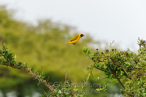 Vitelline Masked Weaver in Air