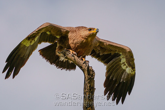 Steppe Eagle