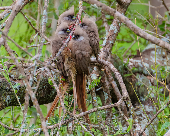 Speckled Mousebirds