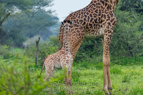 Giraffe Baby and Mom