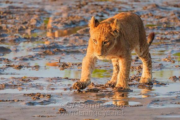 Lion Cubs in Mud