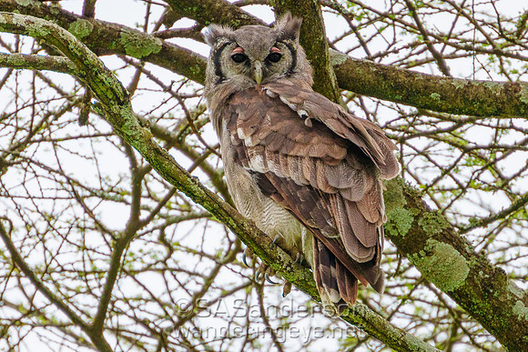 Verreaux's Giant Eagle Owl