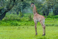 Tanzania 2024