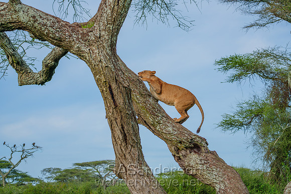 Arboreal Lions