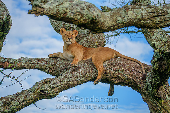 Arboreal Lions