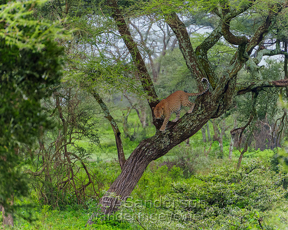 Leopard Descending