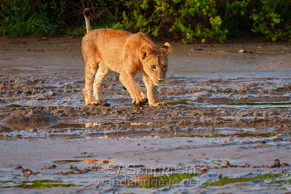 Lion Cubs in Mud