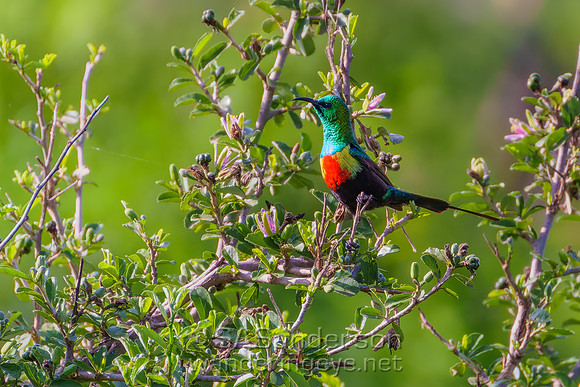 Beautiful Sunbird