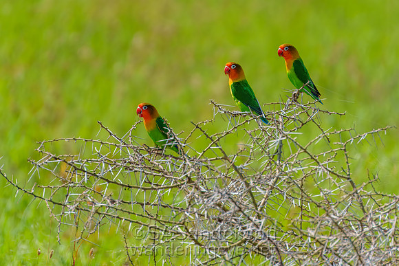 Fischer's Lovebirds