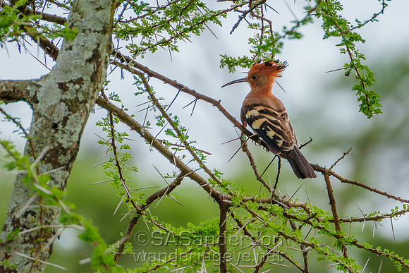 African Hoopoe