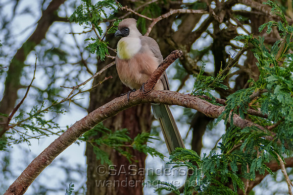 Bare-faced Go-away Bird