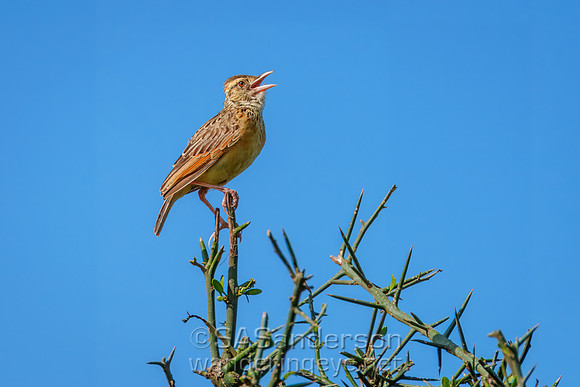 Rufous-naped Lark