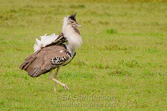 Kori Bustard Displaying
