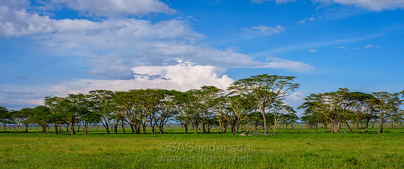 Tree Line