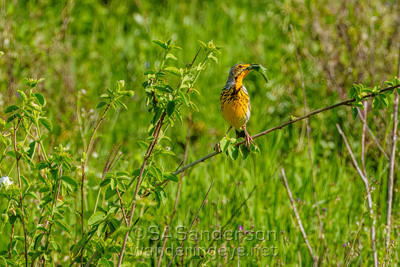 Yellow-throated Longclaw