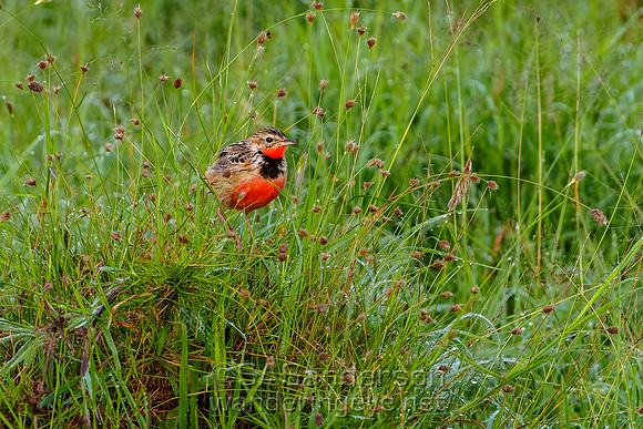 Rosy-throated Longclaw