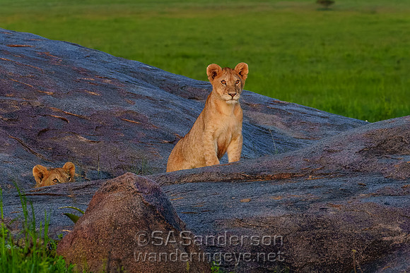 Lion Cubs on Kopje