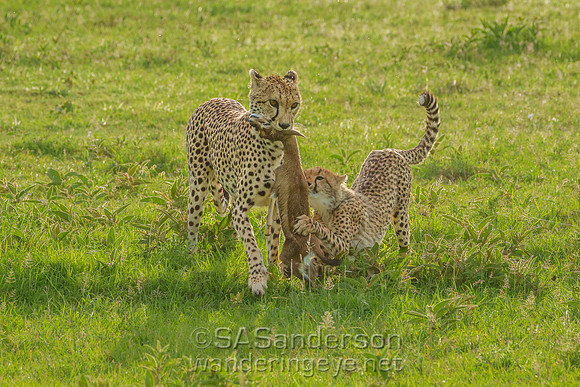 Cheetah Mom & Cub with Meal