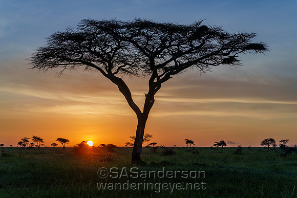 Sunrise behind Tree