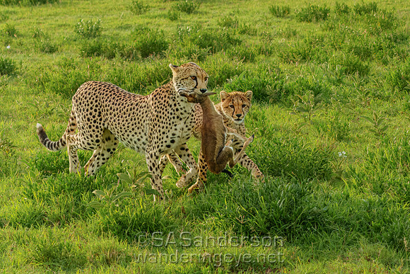 Cheetah Mom & Cub with Meal