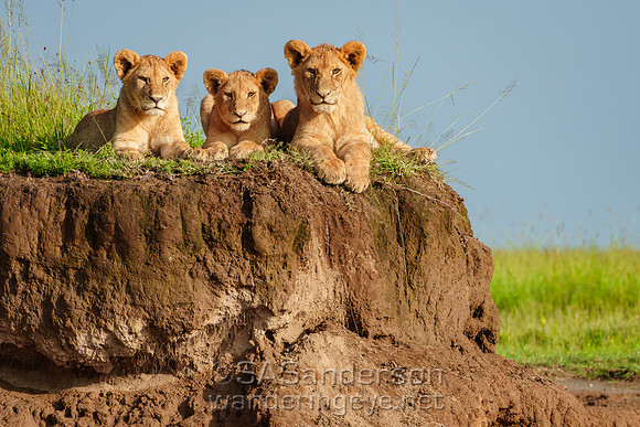 Lion family