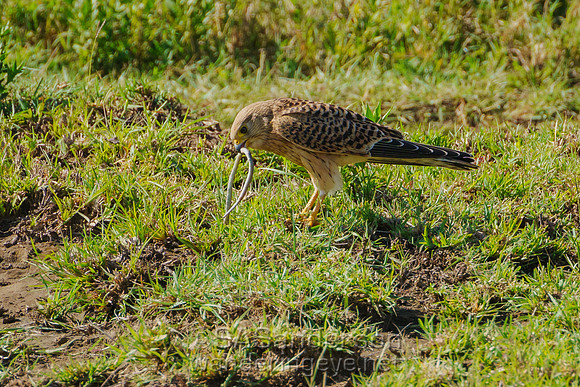 Kestrel with a Meal