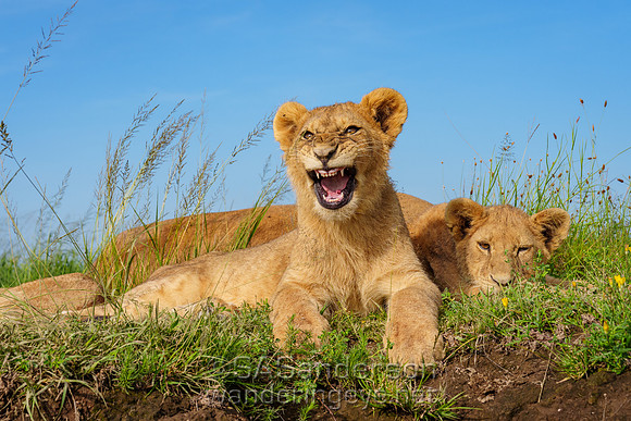 Lion family