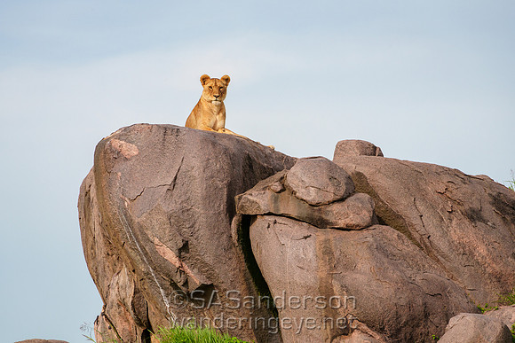 Lion on Kopje
