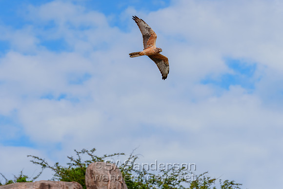Common Kestrel