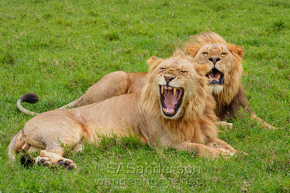Lion Brothers