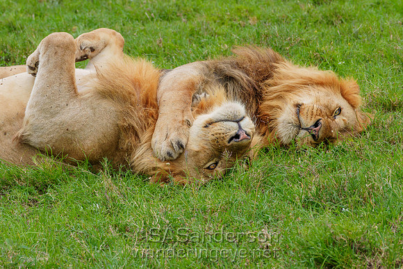 Lion Brothers Hug