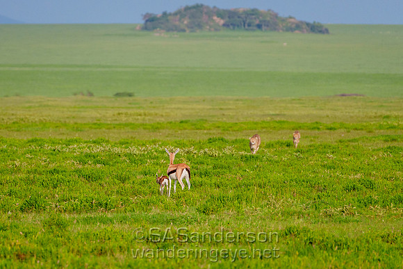 Cheetahs on the Hunt