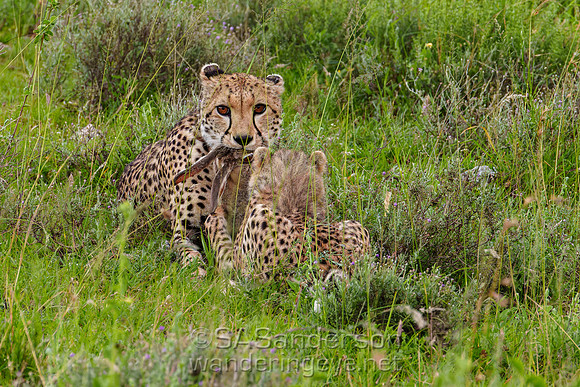 Cheetah Mom and Cub with Meal