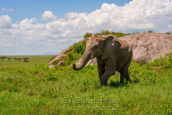 Elephants on the Kopjes