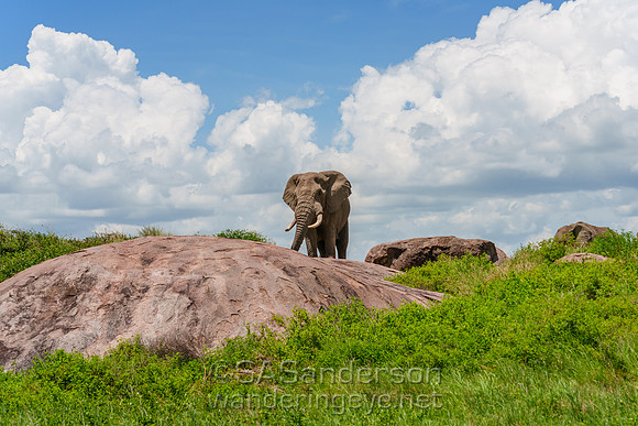 Elephants on the Kopjes