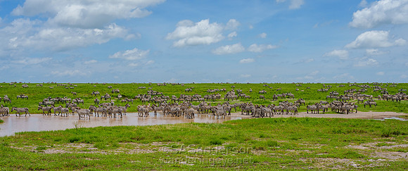 Many Zebras