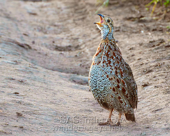 Shelley's Francolin
