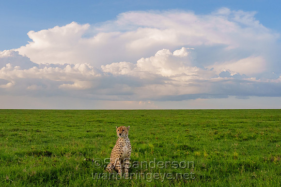 Cheetah Waiting for Sunset