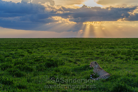 Cheetah at Sunset
