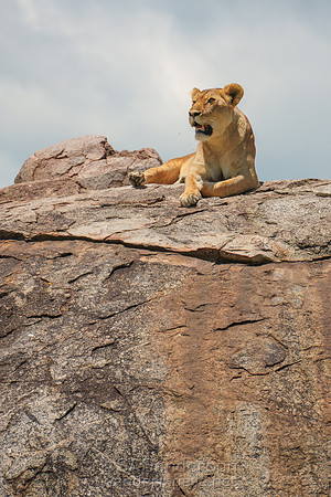 Lion on Kopje