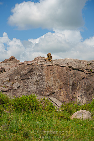 Lion on Kopje