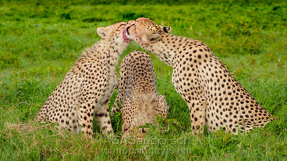Cheetahs After a Meal