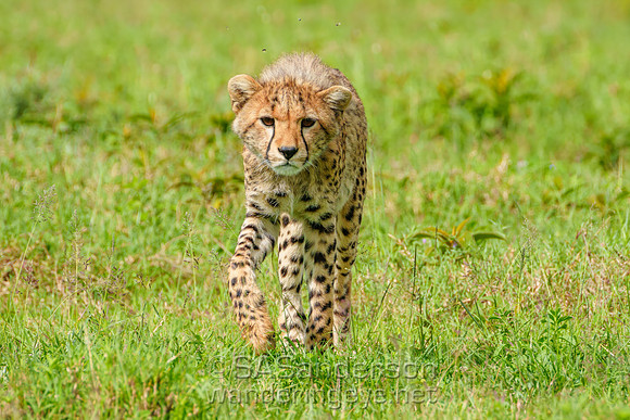 Cheetah Cub Looking at Me