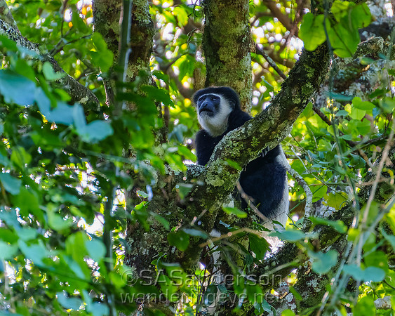 Black-and White Colobus Monkey