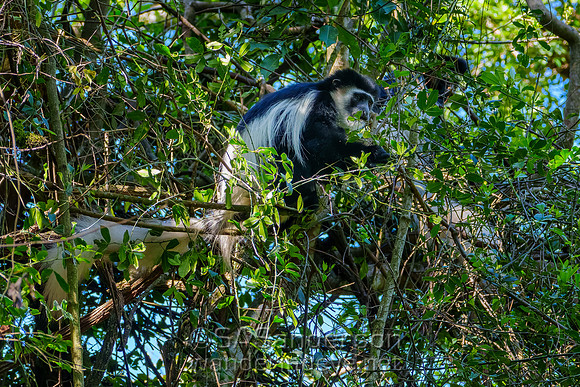 Black-and White Colobus Monkey