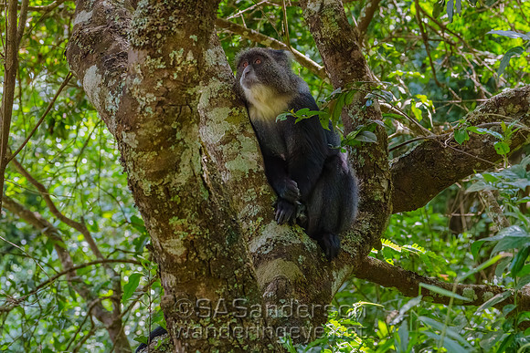 Manyara Monkey