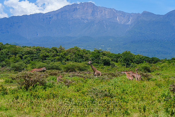 Giraffes and Mt. Meru