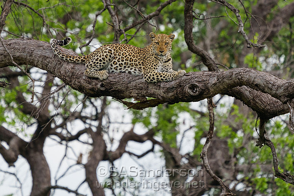 Female Leopard Named "Slender"